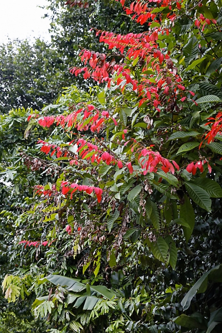 Kandy-Botanical garden-094